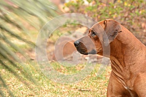 Brown Rhodesian-Ridgeback