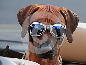 brown Rhodesian Ridgeback in a convertible with glasses