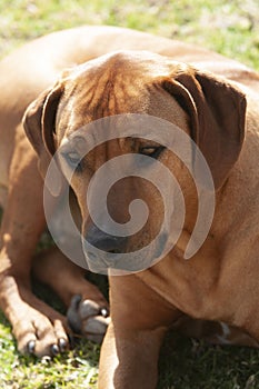 Brown Rhodesian Ridgeback dog, photo