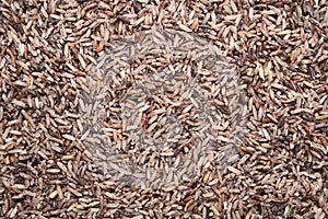 Brown rice background