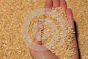 Brown rice background, raw rice for proper nutrition