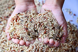 Brown rice on child hand is carrying a pile of rice in the hand Islamic fitrah zakat concept , Muslims to help the poor and needy