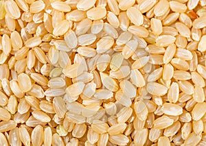 Brown rice photo