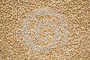 Brown Rice, Medium Grain