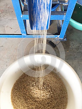 Brown rices were came out from the paddy separator machine. In rice milled