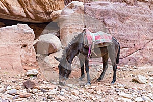 Brown riding donkey grazes in Petra between works waiting for tourists near Wadi Musa city in Jordan