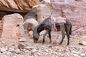 Brown riding donkey grazes in Petra between works waiting for tourists near Wadi Musa city in Jordan