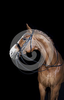 Horse black background