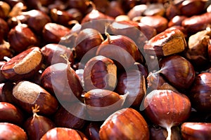 Close up of brown ripe chestnuts in a basket during autumn harvest, with warm orange natural light photo