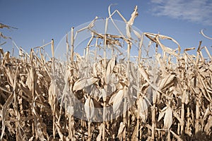 Brown ripe corn field in late fall