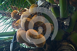 Brown ripe old coconut on coconut palm tree at coconut plantation ready to harvest