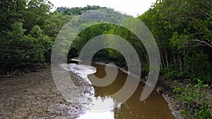 Brown River with Muddy Water in Mangrove Forest in Park with Trees at Low Tide