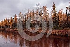 Brown river slow flowing across the brown and yellow forest with reflections of pines and trees in the water. Autumn on the north