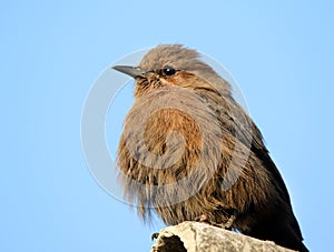 Brown robin