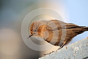 Brown robin