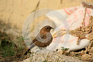 Brown robin
