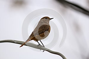 A brown robin perched on a branch