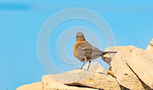 Brown rock chat (Cercomela fusca