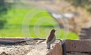 Brown rock chat (Cercomela fusca