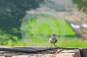 Brown rock chat (Cercomela fusca