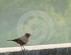 Brown Rock Chat sparrow