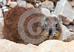Brown Rock hyrax