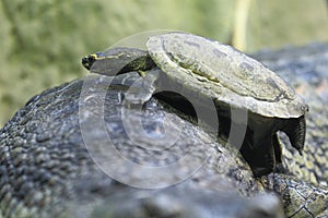 Brown roofed turtle photo