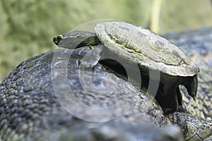 Brown roofed turtle