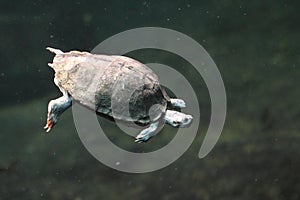 Brown roofed turtle photo