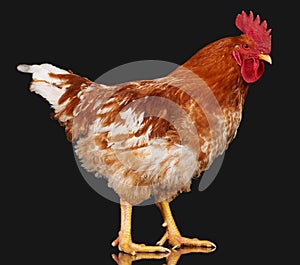 Brown rooster on black background, live chicken, one closeup farm animal