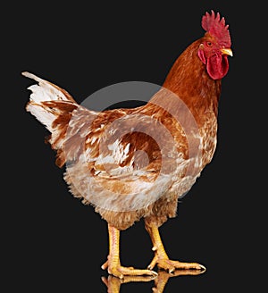 Brown rooster on black background, live chicken, one closeup farm animal