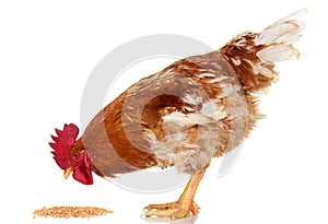 Brown rooster eat cereal grain on white background, isolated object, live chicken, one closeup farm animal