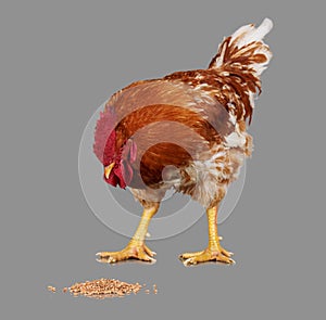 Brown rooster eat wheat seed, gray background, live chicken, one closeup farm animal