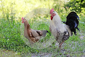 Brown rooster and female chicken moving around in the home garden