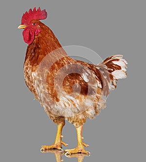 Brown rooster on gray background, live chicken, one closeup farm animal