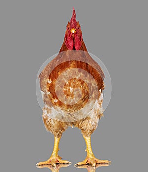 Brown rooster on gray background, live chicken, one closeup farm animal