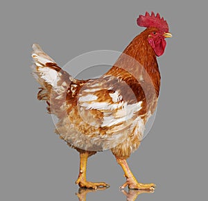 Brown rooster on gray background, live chicken, one closeup farm animal