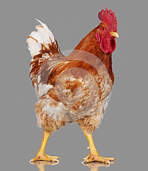 Brown rooster on gray background, live chicken, one closeup farm animal