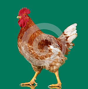 Brown rooster on green background, live chicken, one closeup farm animal