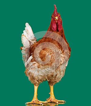 Brown rooster on green background, live chicken, one closeup farm animal