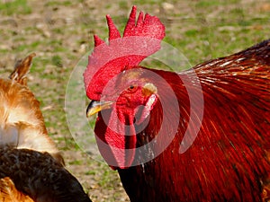 brown rooster portrait in profile view seen through blurred black vinyl net