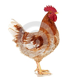 Brown rooster on white background, isolated object, live chicken, one closeup farm animal