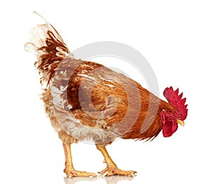 Brown rooster on white background, isolated object, live chicken, one closeup farm animal