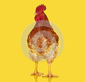 Brown rooster on yellow background, live chicken, one closeup farm animal