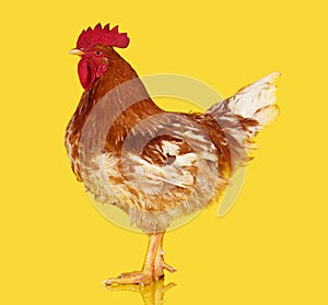Brown rooster on yellow background, live chicken, one closeup farm animal