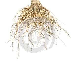 Brown roots of tree isolated on white background.