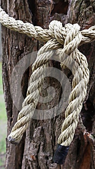 A brown rope knotted securely to a sturdy tree trunk. Close-up of the knot. Rope around the tree trunk. Wonderful natural