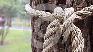 A brown rope knotted securely to a sturdy tree trunk. Close-up of the knot. Rope around the tree trunk. Wonderful natural