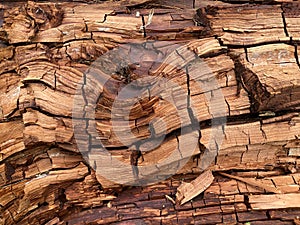 Wood Decay. Cubical Brown Rot photo