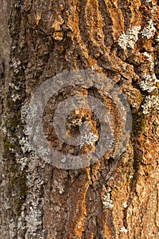 Brown rough oak bark covered with grey lilichen